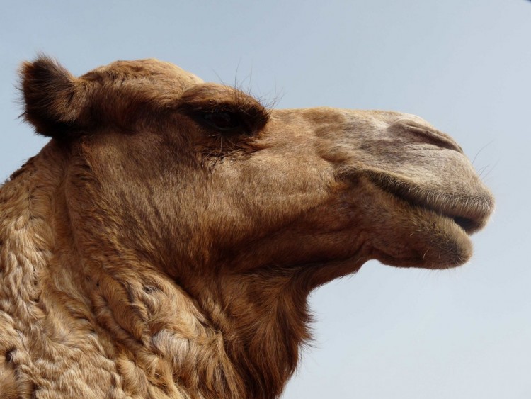 Wallpapers Animals Dromedaries - Camels Camel