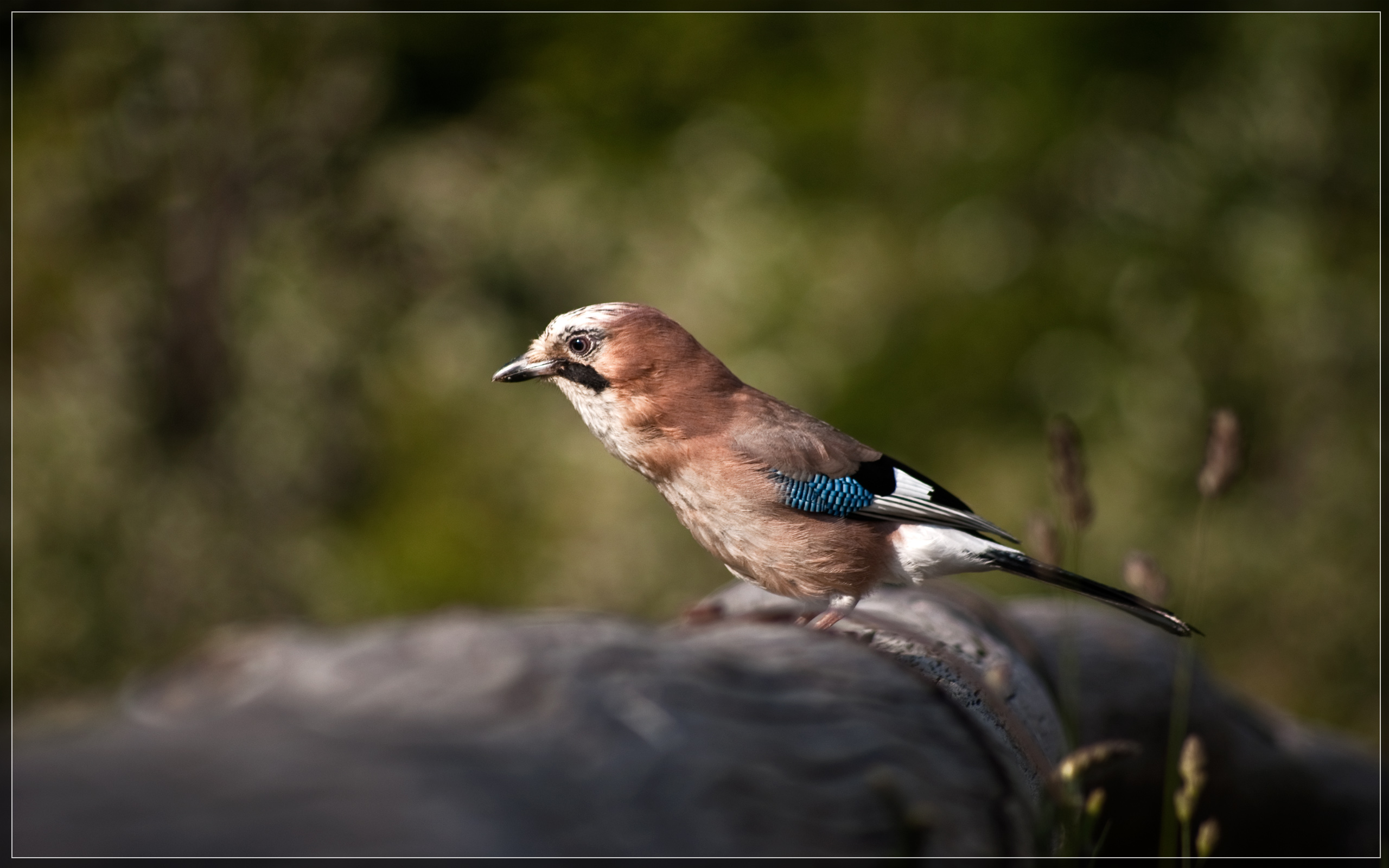 Fonds d'cran Animaux Oiseaux - Divers Vogel