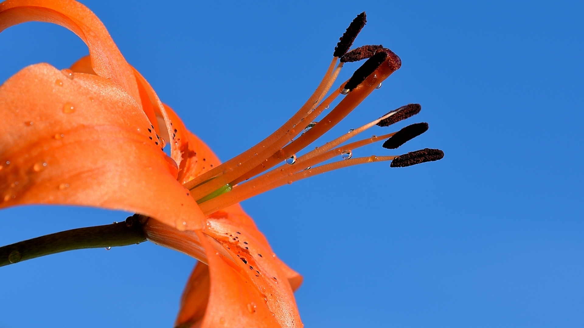 Fonds d'cran Nature Fleurs 