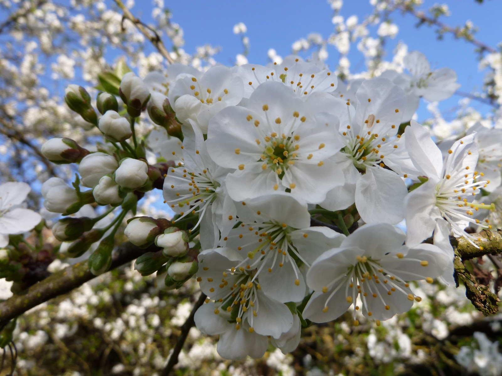 Fonds d'cran Nature Fleurs cerisier en fleurs