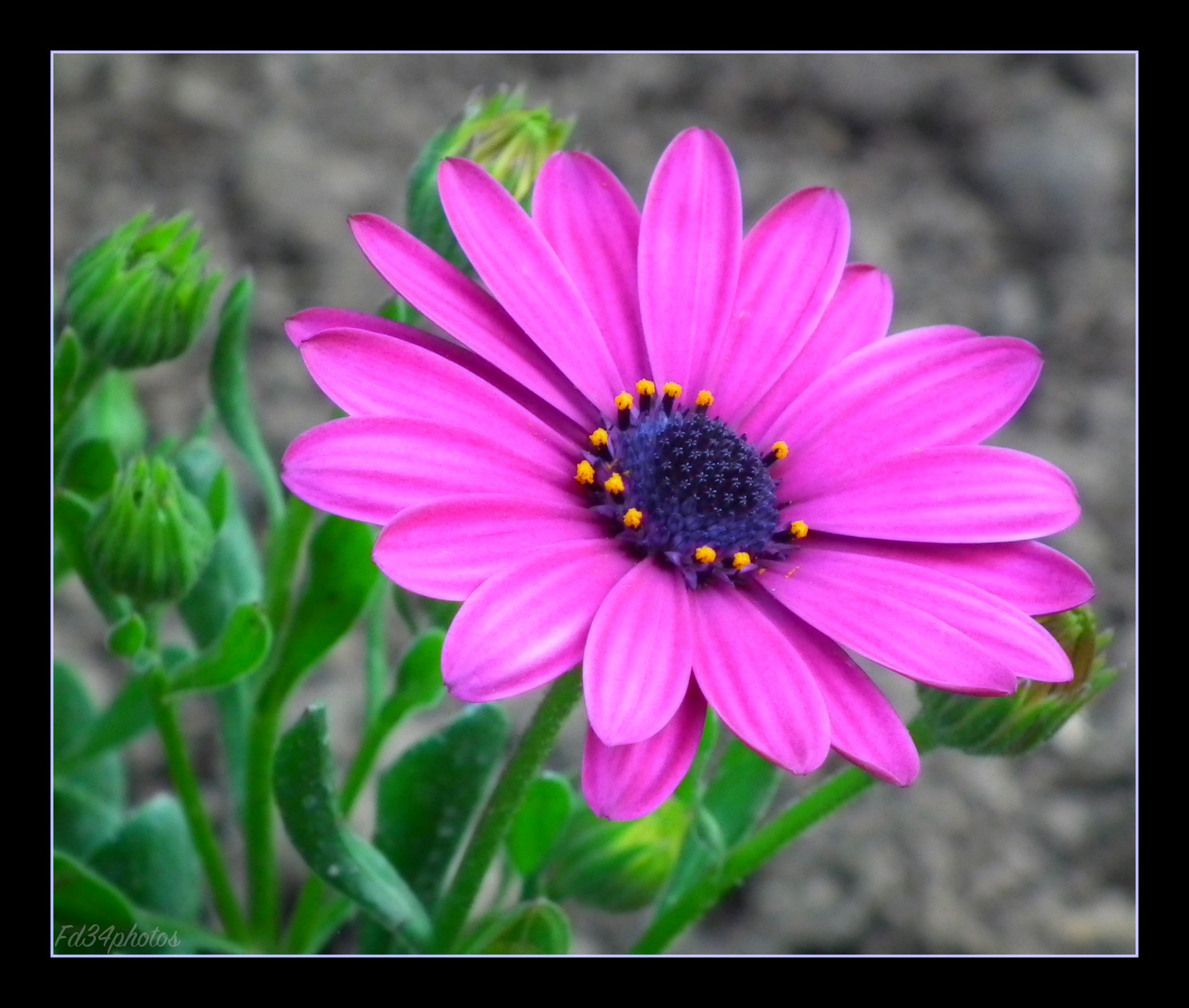 Fonds d'cran Nature Fleurs jolie fleur..