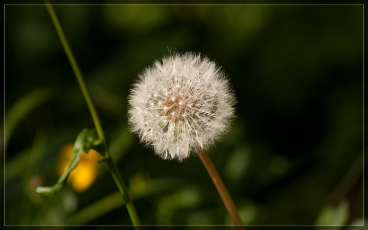 Fonds d'cran Nature Fleurs fleures