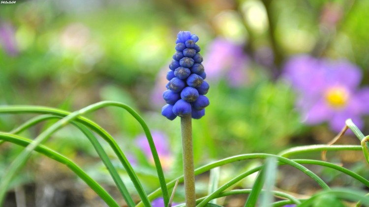 Wallpapers Nature Flowers un bouquet de couleurs... ^^