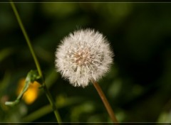 Fonds d'cran Nature fleures