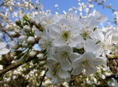 Wallpapers Nature cerisier en fleurs