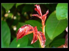 Fonds d'cran Nature Feuille de rosier