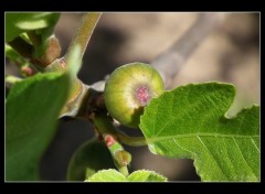 Fonds d'cran Nature Figuier..