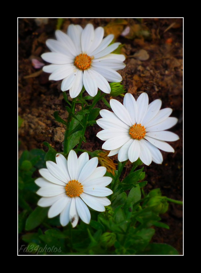 Wallpapers Nature Flowers Joli trio..