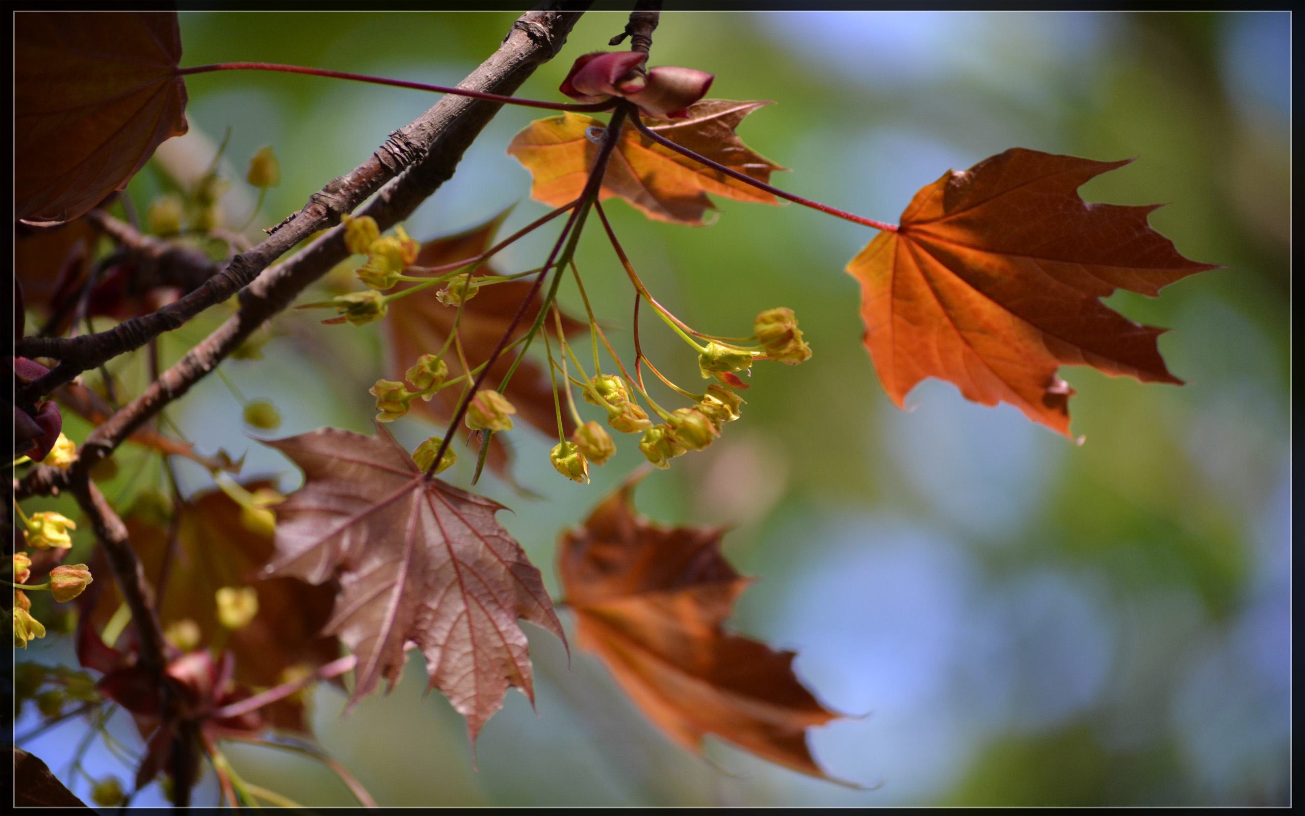 Fonds d'cran Nature Feuilles - Feuillages Frhling