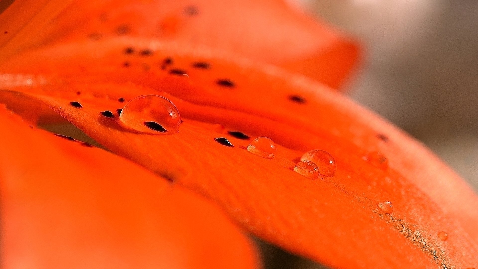 Fonds d'cran Nature Eau - Gouttes, rose gouttes d'eau sur ptale de lys