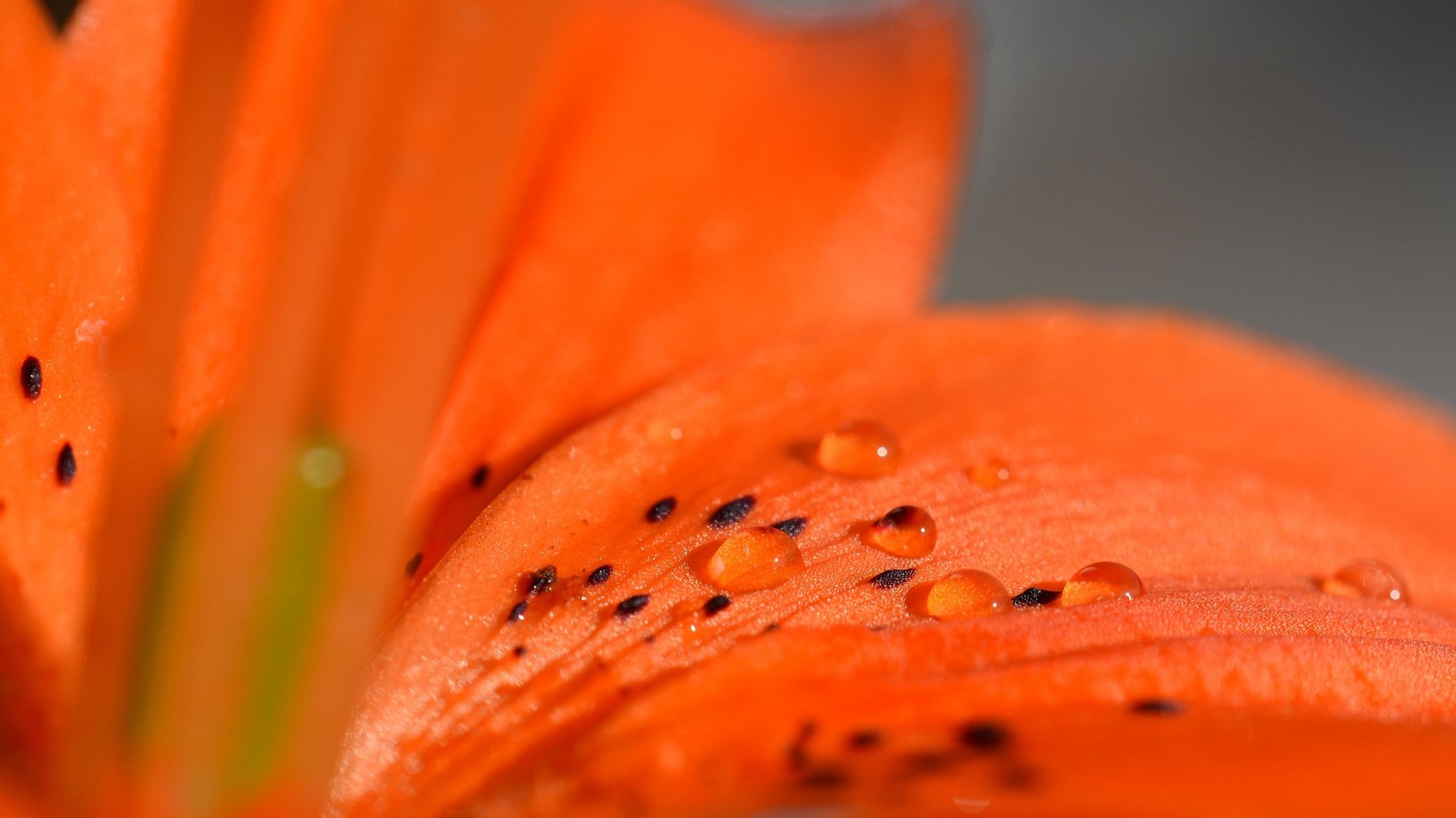 Fonds d'cran Nature Fleurs fleur de lys dsaltre