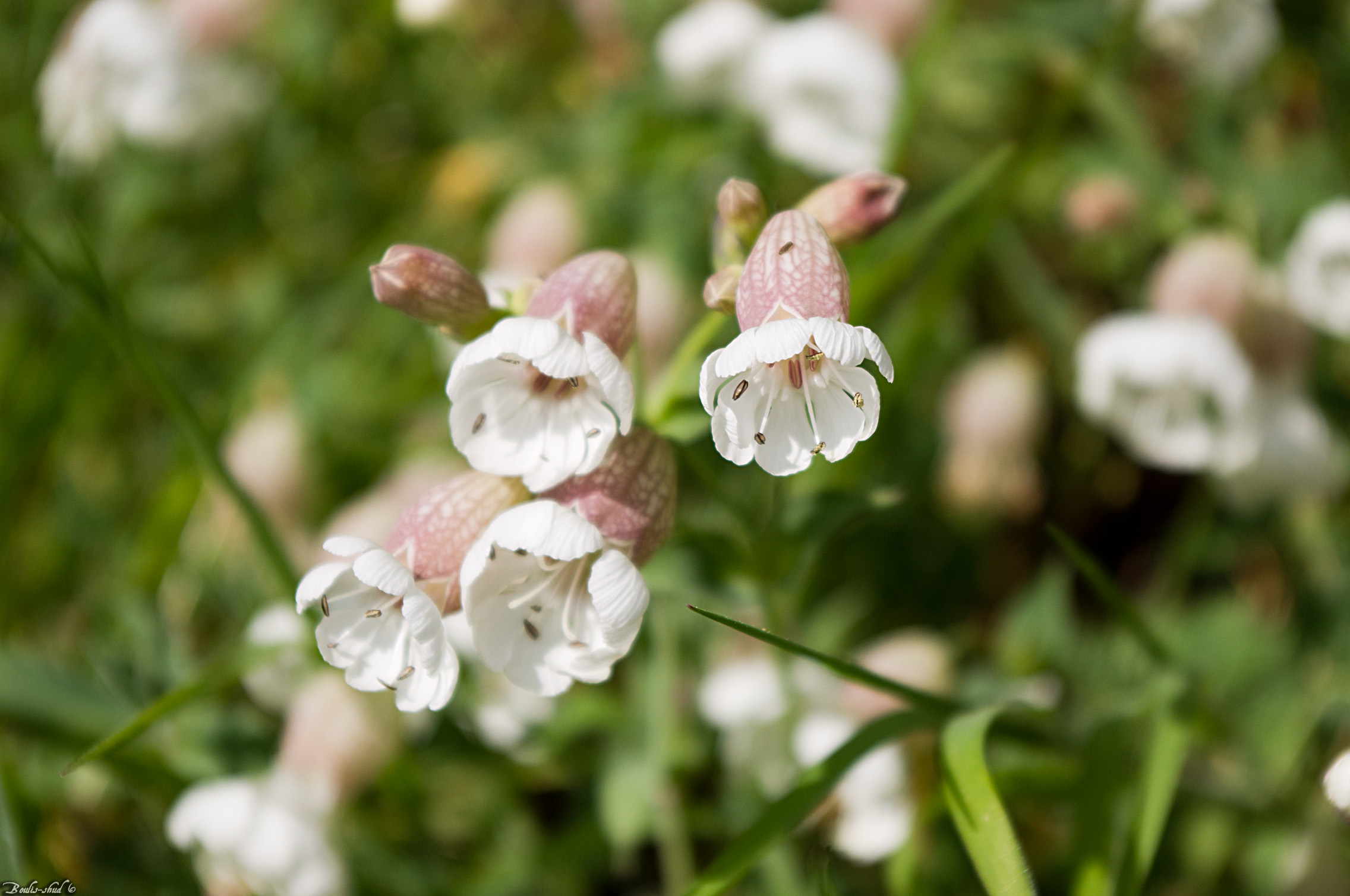 Fonds d'cran Nature Fleurs Fleurs blanche