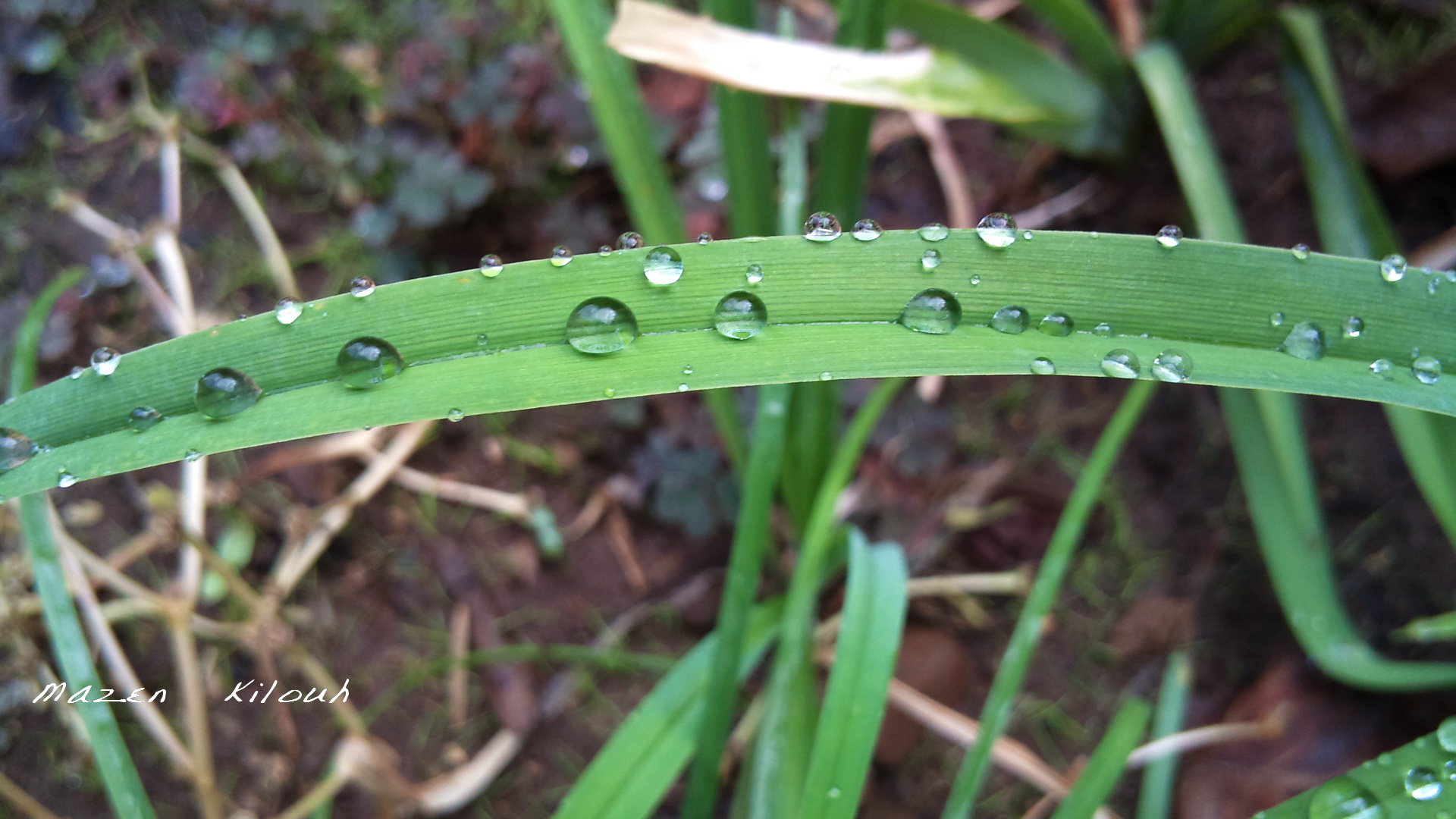 Wallpapers Nature Herbs Simplement Vert