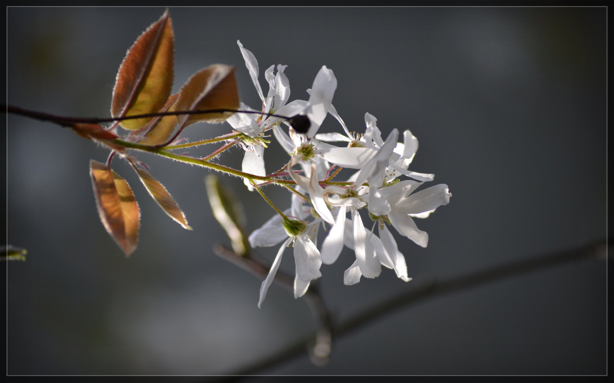 Fonds d'cran Nature Fleurs Frhling