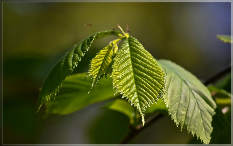 Fonds d'cran Nature Feuilles - Feuillages Frhling