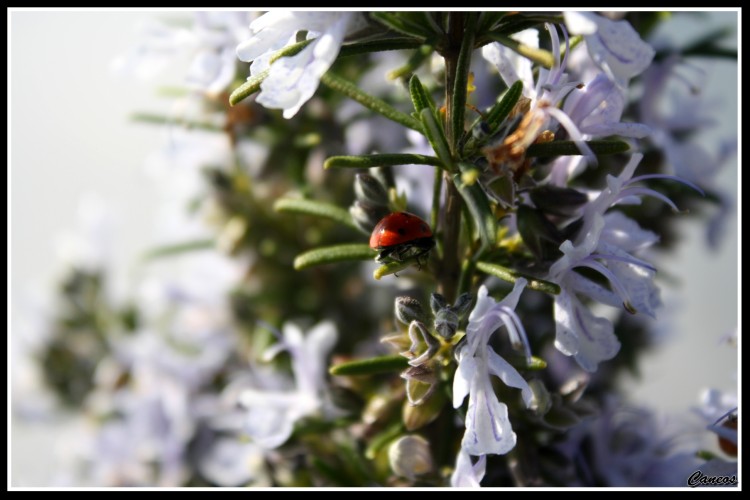 Fonds d'cran Nature Fleurs cococinelle 