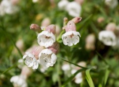 Fonds d'cran Nature Fleurs blanche