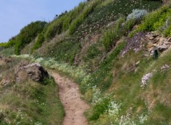 Fonds d'cran Nature Sentier fleuris