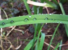 Wallpapers Nature Simplement Vert