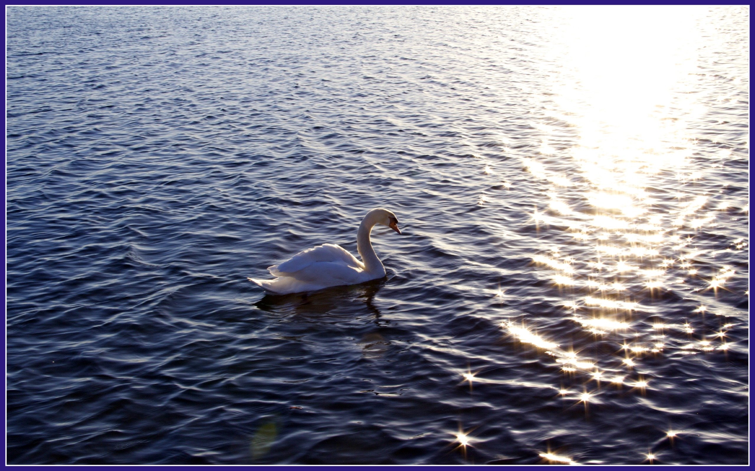 Wallpapers Animals Birds - Swans Cygne