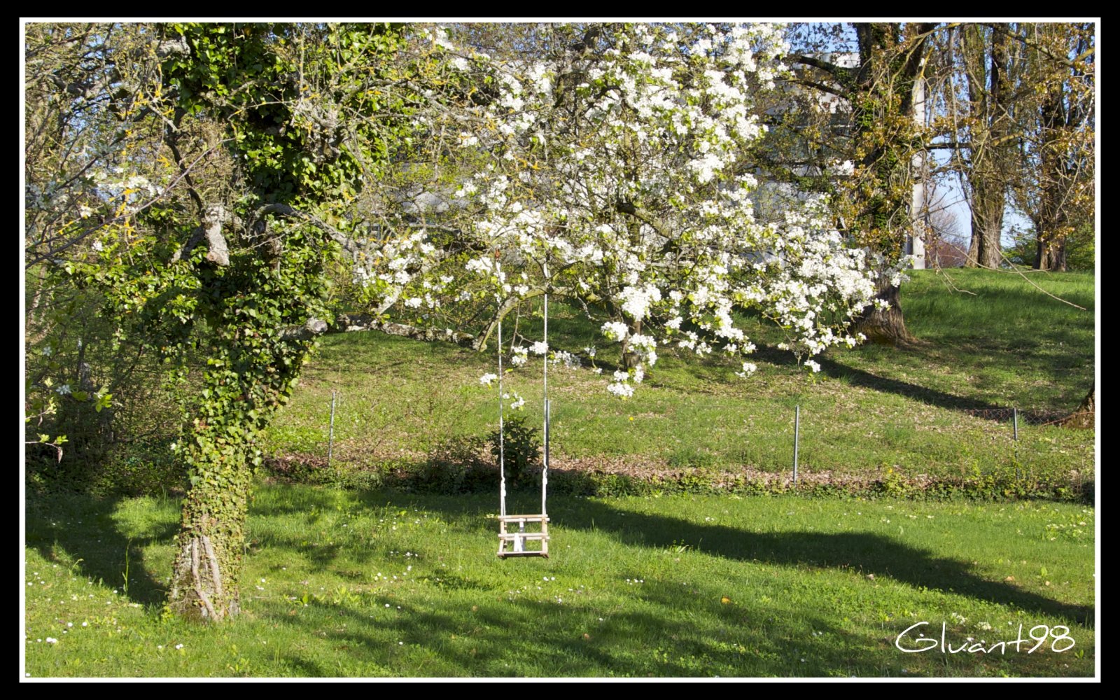 Fonds d'cran Nature Parcs - Jardins Cerisier en fleur