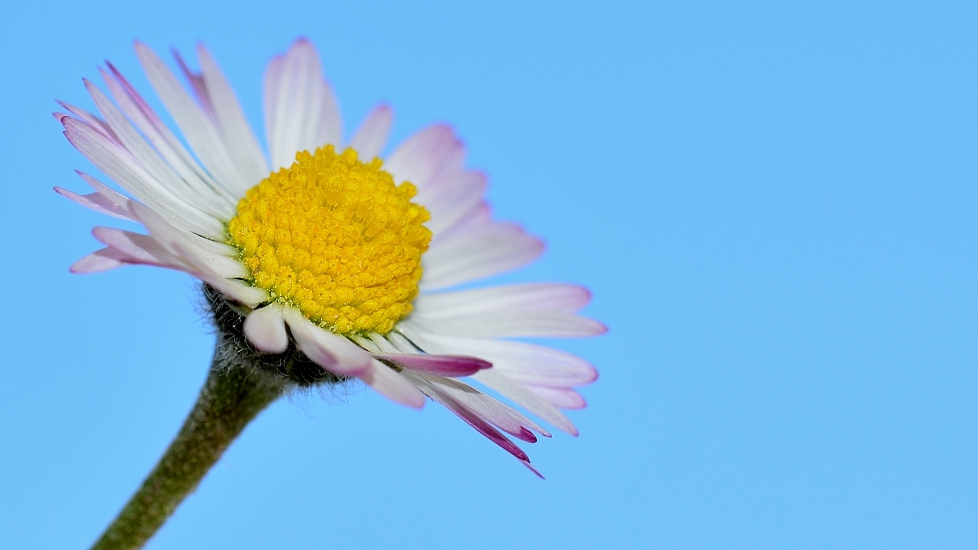 Fonds d'cran Nature Fleurs paquerette