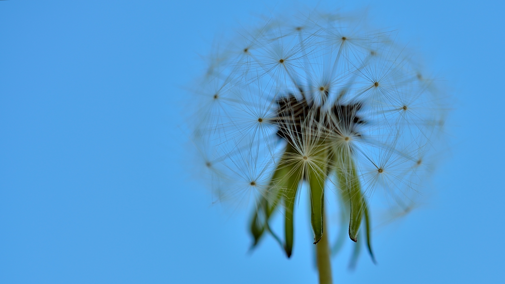 Fonds d'cran Nature Fleurs une sphre parfaite...en tous points