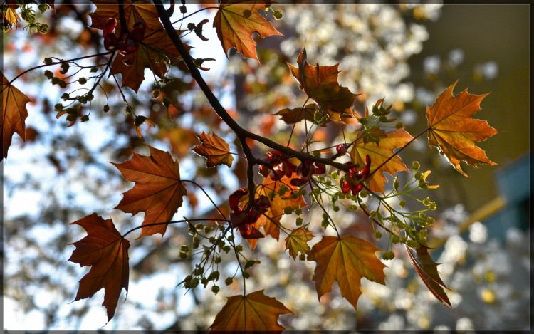 Fonds d'cran Nature Feuilles - Feuillages Frhling