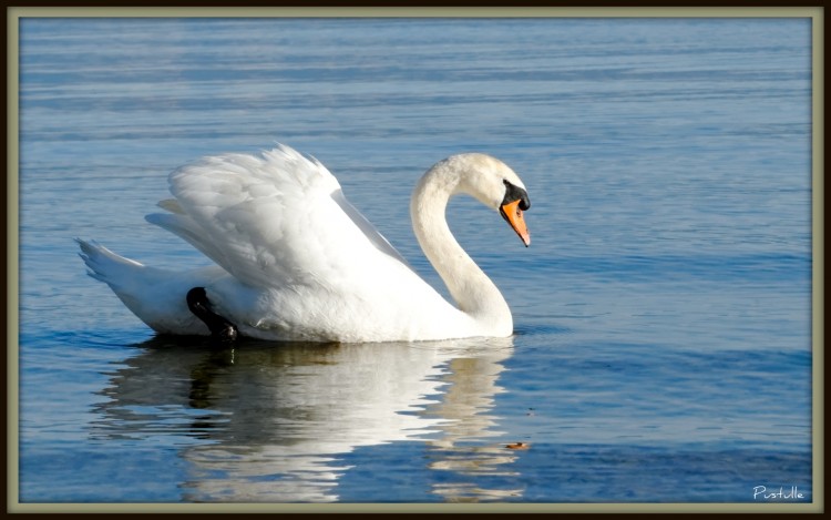 Fonds d'cran Animaux Oiseaux - Cygnes Cygne