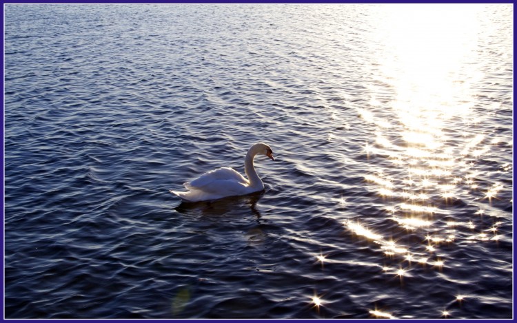 Fonds d'cran Animaux Oiseaux - Cygnes Cygne