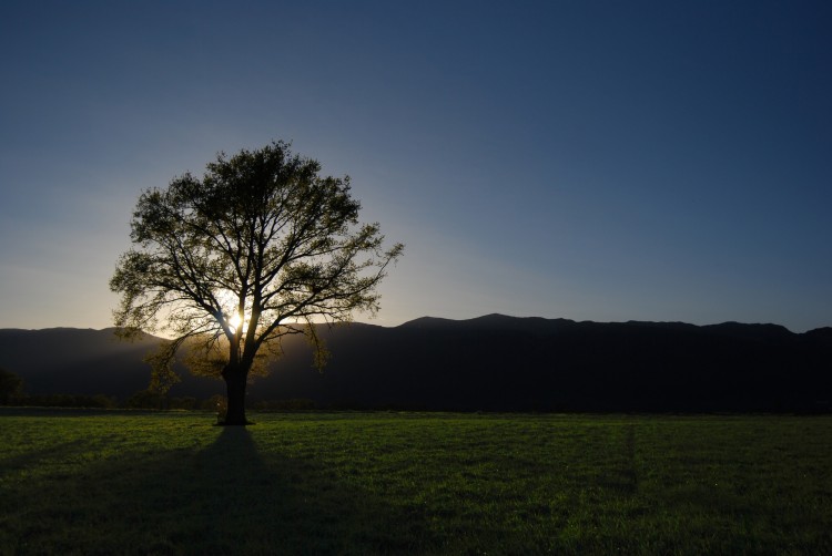 Fonds d'cran Nature Arbres - Forts Sunset on the tree