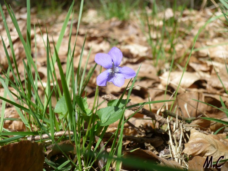 Wallpapers Nature Flowers Tache Violette..