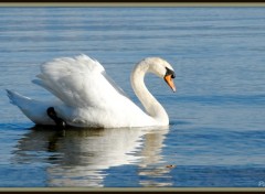 Wallpapers Animals Cygne