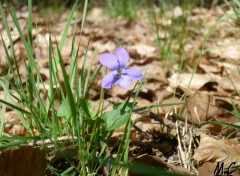 Wallpapers Nature Tache Violette..