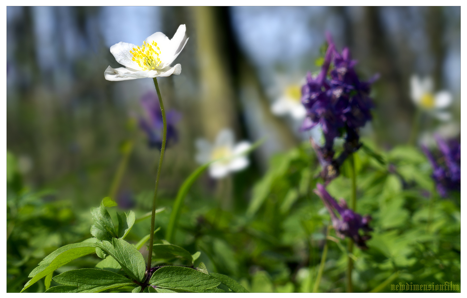 Fonds d'cran Nature Fleurs Dans le soleil du printemps.