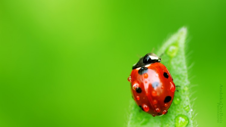 Fonds d'cran Animaux Insectes - Coccinelles Petite rouge.