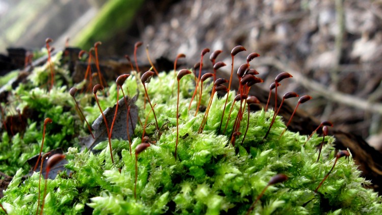 Fonds d'cran Nature Herbes JUST FOR YOU FLIP!!!^^ UNE PTITE MOUSSE... ^^