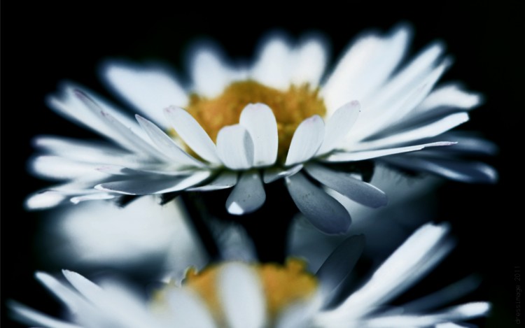 Fonds d'cran Nature Fleurs Pquerette