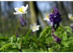 Fonds d'cran Nature Dans le soleil du printemps.