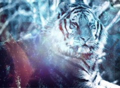 Wallpapers Animals un tigre