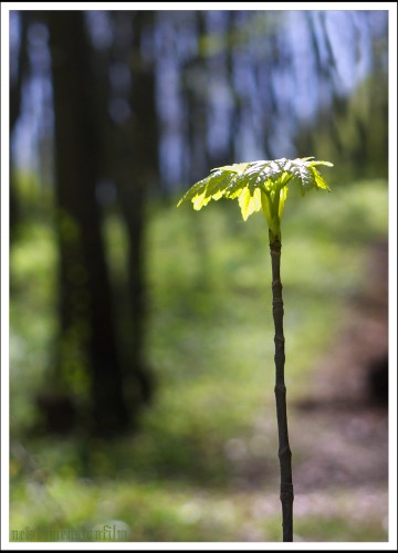 Wallpapers Nature Buds Les jeunes bourgeons.1