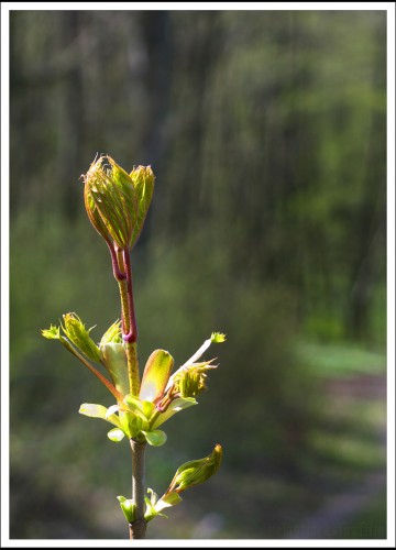 Wallpapers Nature Buds Les jeunes bourgeons.2