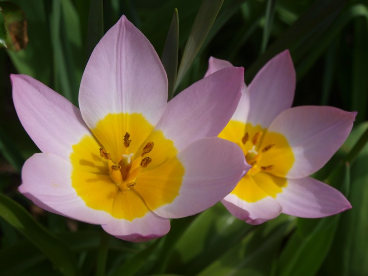 Wallpapers Nature Flowers fleurs du jardin