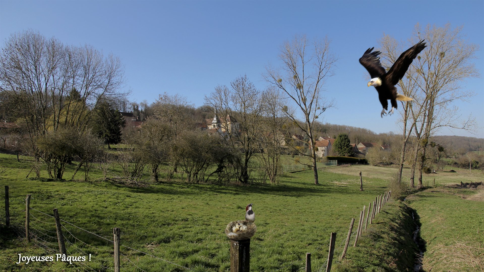 Fonds d'cran Animaux Oiseaux - Aigles JOYEUSES pQUES