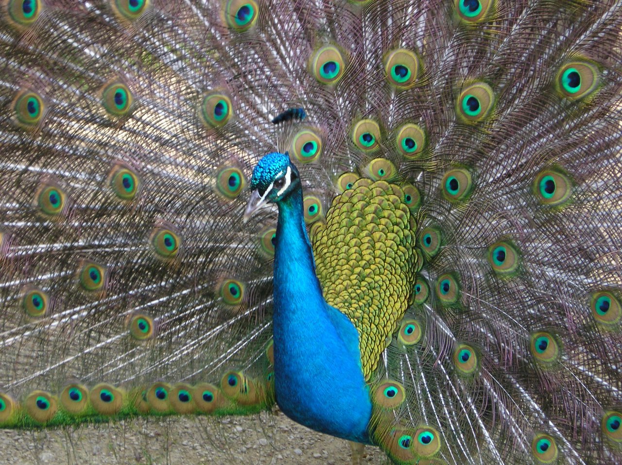 Wallpapers Animals Birds - Peacocks la valle des singes-romagne-vienne