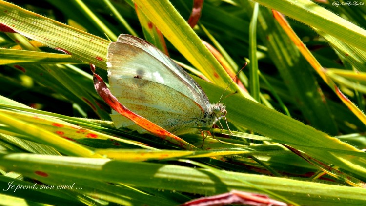 Fonds d'cran Animaux Insectes - Papillons UN PAPILLON LIBRE ...