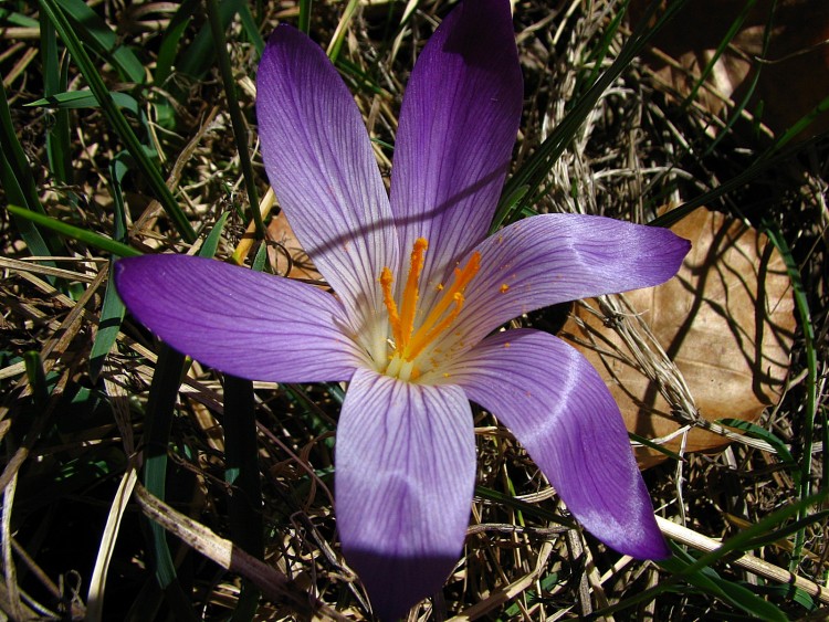 Fonds d'cran Nature Fleurs Crocus sauvage 