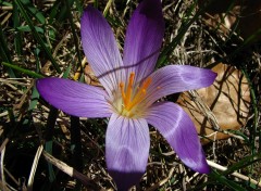 Fonds d'cran Nature Crocus sauvage 