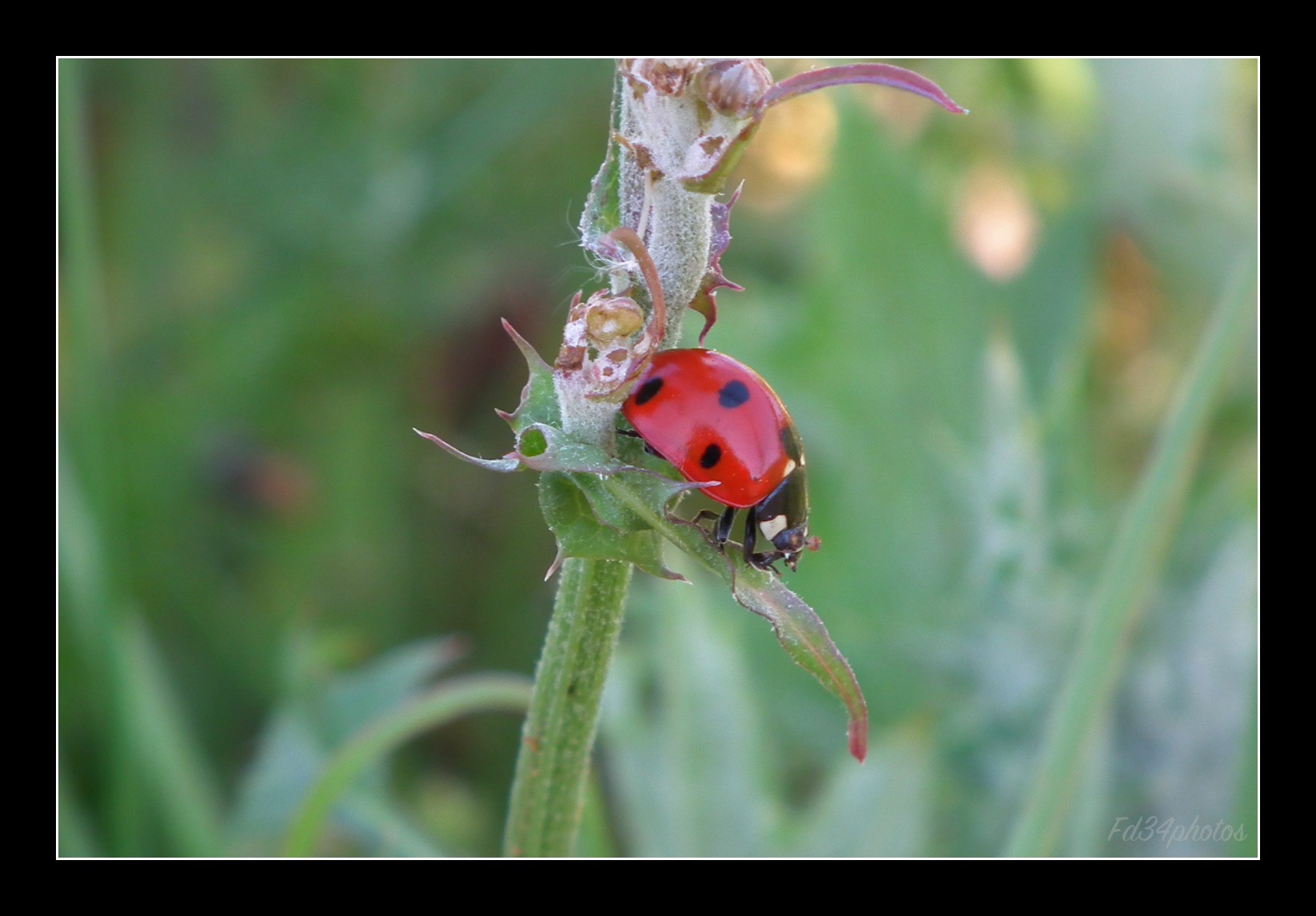 Fonds d'cran Animaux Insectes - Coccinelles 