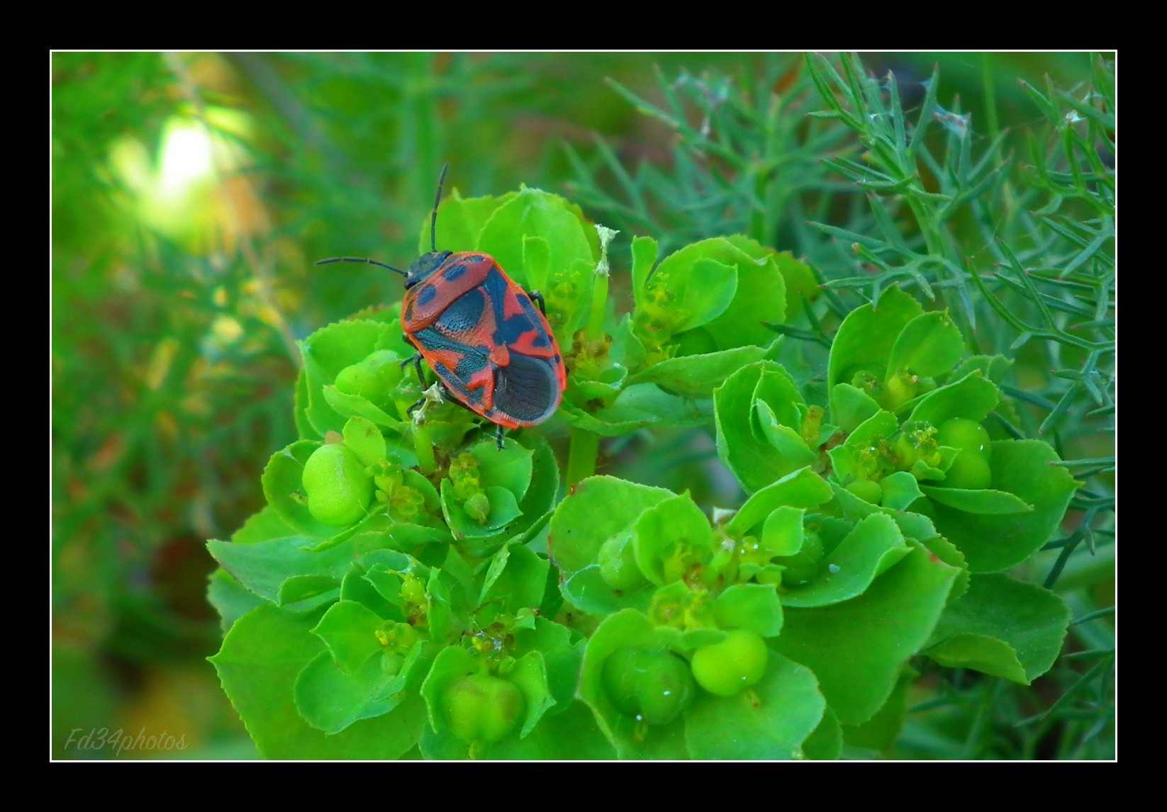 Fonds d'cran Animaux Insectes - Gendarmes 